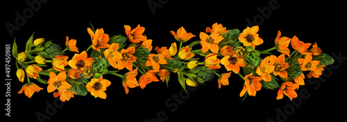 Obraz na plátně Orange ornithogalum flowers and buds in a line floral arrangement