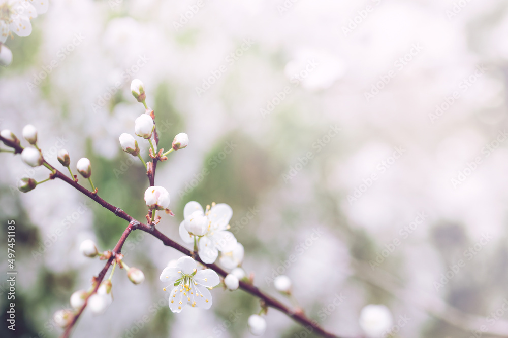 Bright flowering cherry tree branch with white flowers on blurred neutral white and green background with leaves bokeh. Trendy neutral light floral nature spring blossom design copy space for text Bright flowering cherry tree branch with white flowers on blurred neutral white and green background with leaves bokeh. Trendy neutral light floral nature spring blossom design copy space for text