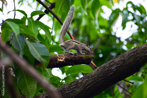 Indian palm squirrel (Funambulus palmarum) on the tree. © Kiran