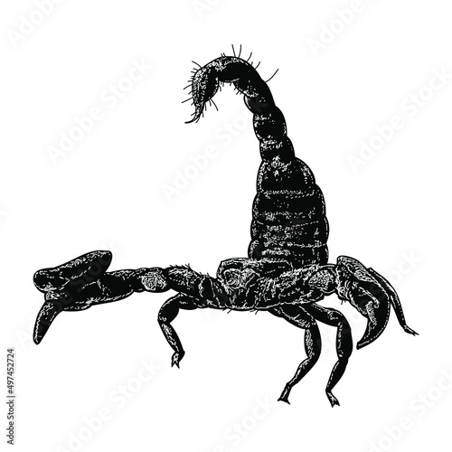 scorpion illustration isolated on white background