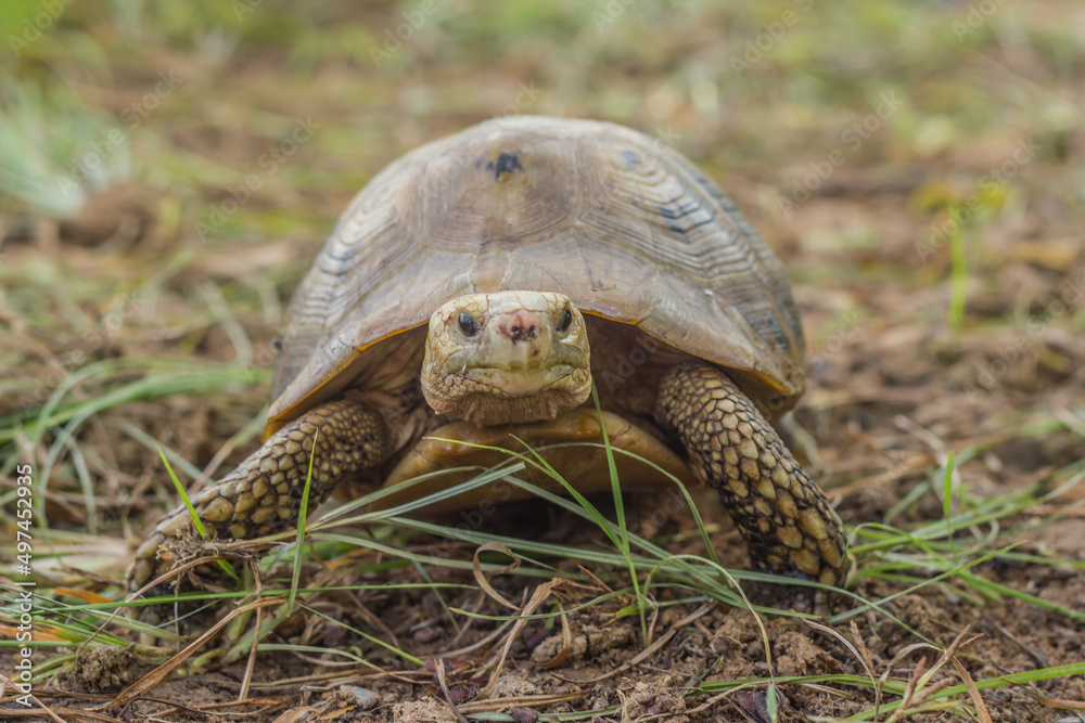 Fototapeta premium mountain turtle