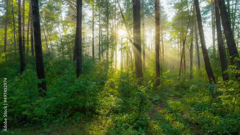 Morning summer foggy forest nature. Rich green foliage, light fog and sunrays shining through the trees. Beautiful sunlight in the forest. 