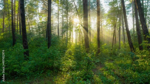 Wallpaper Mural Morning summer foggy forest nature. Rich green foliage, light fog and sunrays shining through the trees. Beautiful sunlight in the forest.  Torontodigital.ca