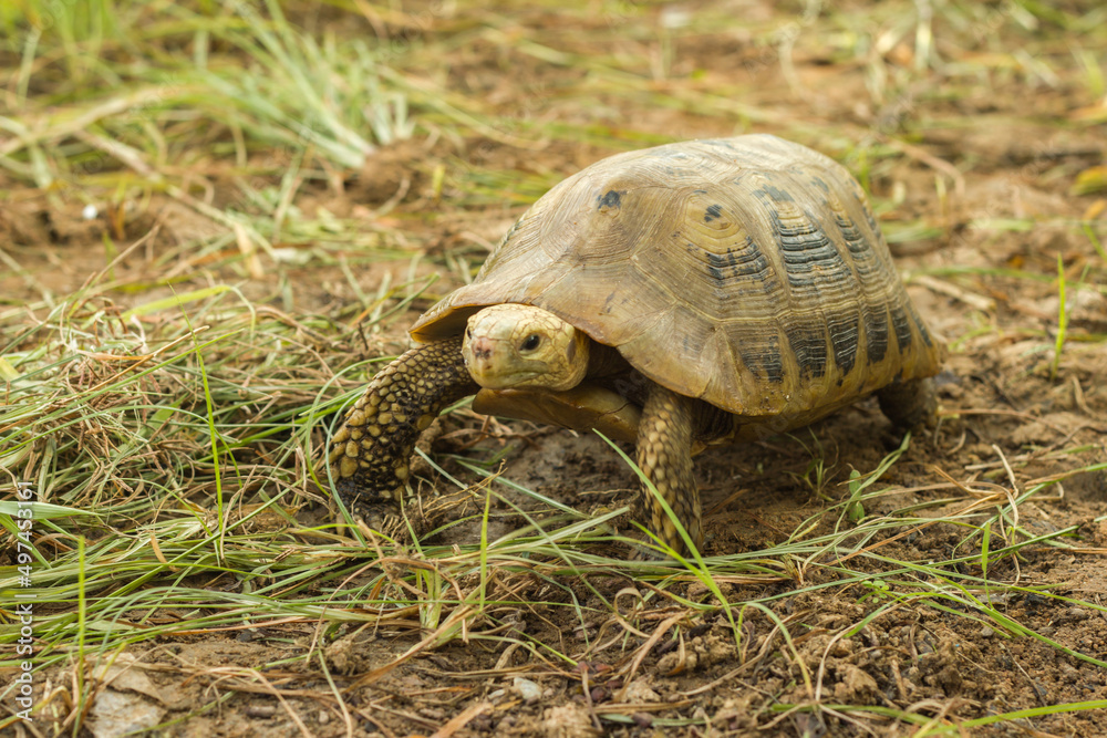 terrapin terrapin