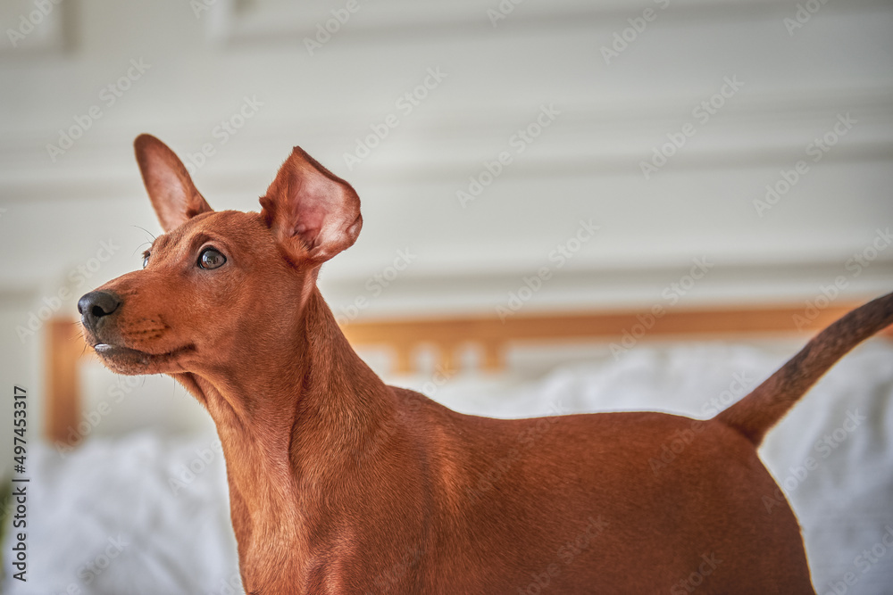 Portrait of a bright red miniature pinscher puppy Portrait of a bright red miniature pinscher puppy