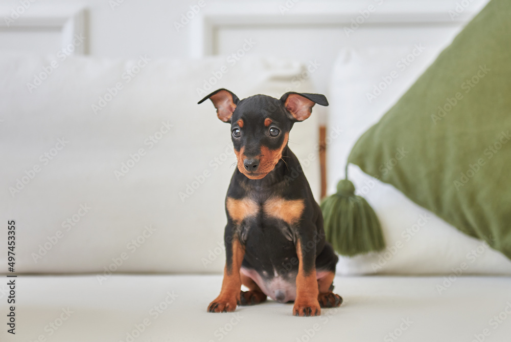 Black and tan miniature pinscher puppy sitting on the couch Black and tan miniature pinscher puppy sitting on the couch