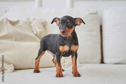 Portrait of a black and tan miniature pinscher puppy