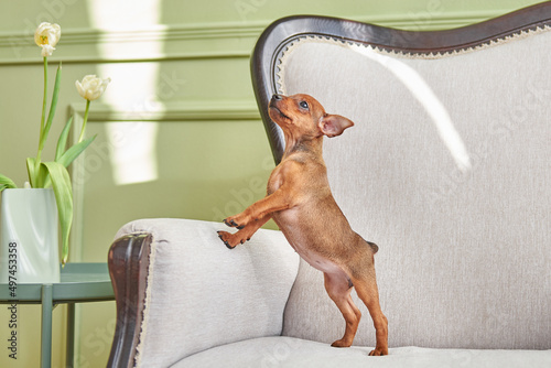 Curious miniature pinscher puppy playing on the couch