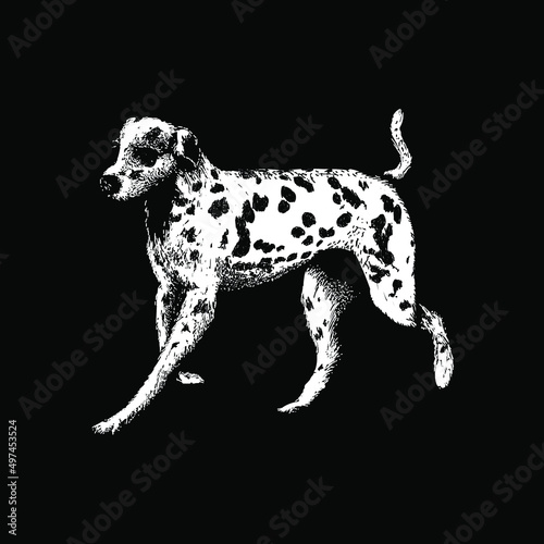 dalmatian illustration isolated on black background