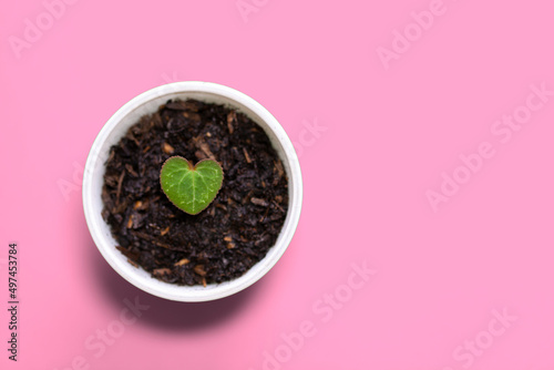 Cyclamen Heart shaped leaf in a tiny pot (right space layout)