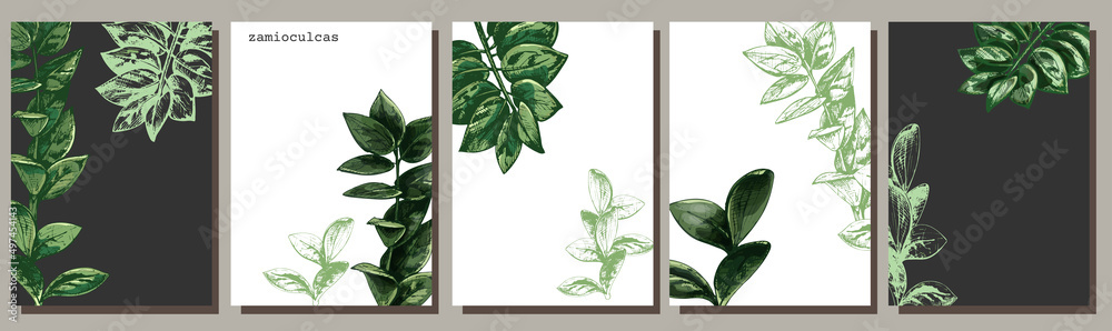 648_zamioculcas zamioculcas, graphic drawing, set of leaves of an exotic plant on a white background