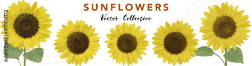 Sunflowers Vector Collection