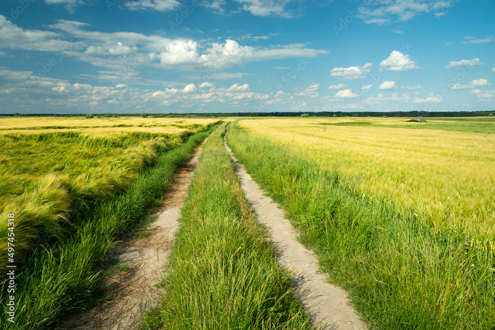 Dirt road through farmland, summer day view, Czulczyce, Poland Dirt road through farmland, summer day view, Czulczyce, Poland