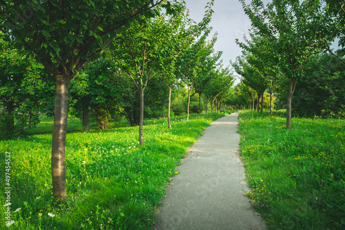 Fototapeta Naklejka Na Ścianę i Meble -  Avenue in the green park with trees planted along the path, Chelm, Poland