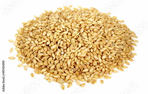 Barley Grain on white Background - Isolated