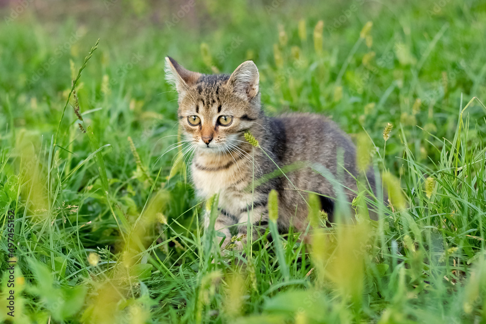 Small striped kitten in the garden among the thick green grass