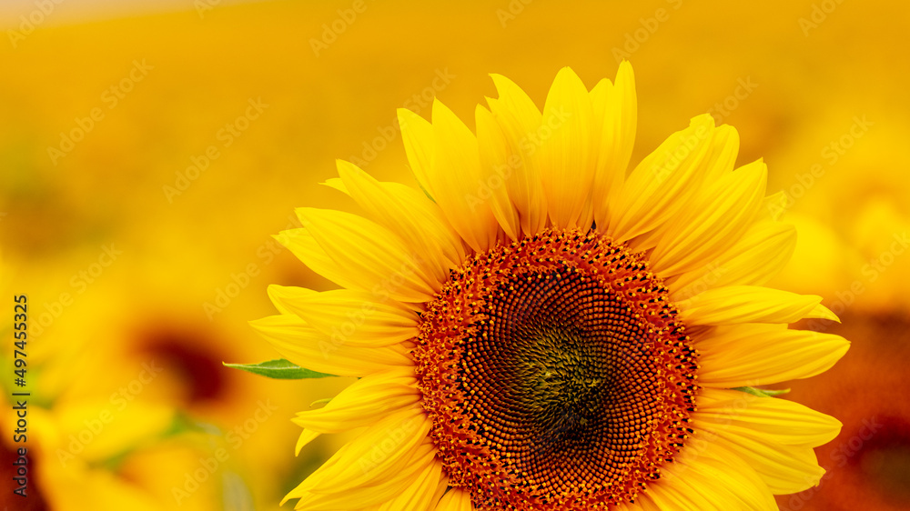 Yellow sunflower flower close up in a field. Background from sunflower flowers Yellow sunflower flower close up in a field. Background from sunflower flowers