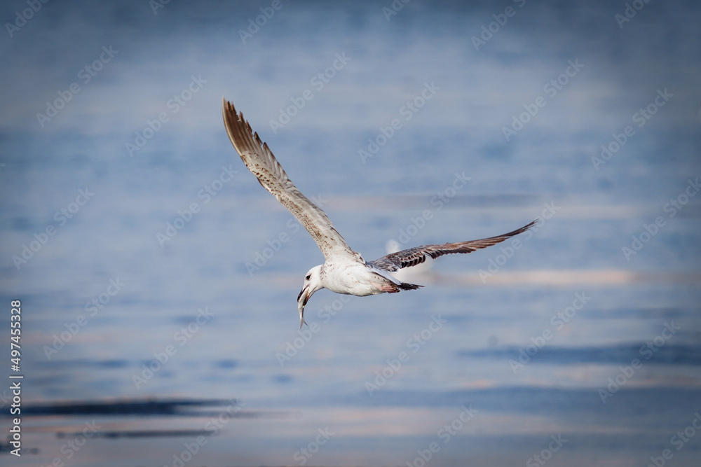 Seagull in flight Seagull in flight