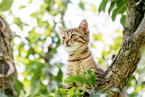 Little cute kitten in the garden on a tree