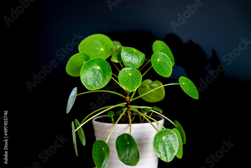 Small Pilea Peperomioides house plant in a gray pot in front of a black wall, Chinese money plant, copy space, the Chinese money plant or missionary plant photo
