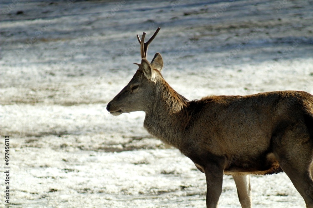 European red deer (Cervus elaphus) in a forest clearing on a sunny winter day. Females, young male and small fawns.