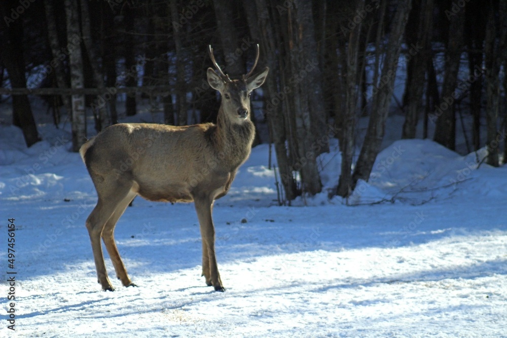 European red deer (Cervus elaphus) in a forest clearing on a sunny winter day. Females, young male and small fawns. European red deer (Cervus elaphus) in a forest clearing on a sunny winter day. Females, young male and small fawns.
