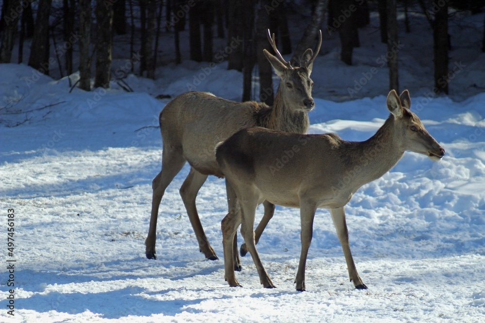 European red deer (Cervus elaphus) in a forest clearing on a sunny winter day. Females, young male and small fawns. European red deer (Cervus elaphus) in a forest clearing on a sunny winter day. Females, young male and small fawns.