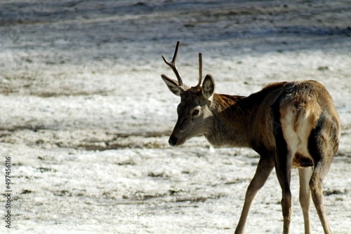 European red deer  Cervus elaphus  in a forest clearing on a sunny winter day. Females  young male and small fawns.