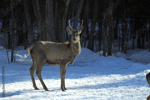Wallpaper Mural European red deer (Cervus elaphus) in a forest clearing on a sunny winter day. Females, young male and small fawns. Torontodigital.ca
