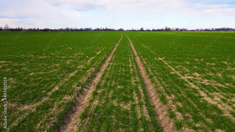 Rare seedlings of barley on cracked land with low fertility and fossilized tractor traces. Concept of work in agronomic farm and production organic food Rare seedlings of barley on cracked land with low fertility and fossilized tractor traces. Concept of work in agronomic farm and production organic food