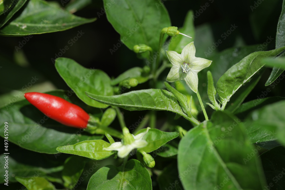 Chili flowers and fresh red and green Bird’s eye chilli on the plant.Capsicum frutescens.