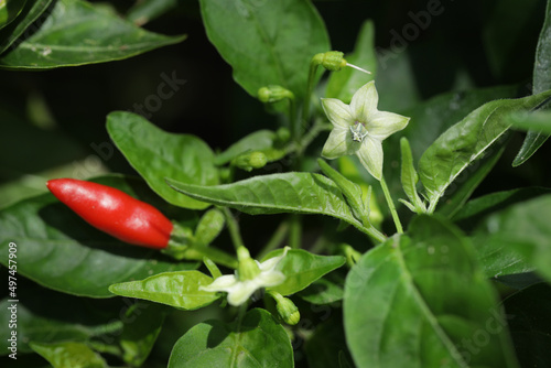 Chili flowers and fresh red and green Bird   s eye chilli on the plant.Capsicum frutescens.