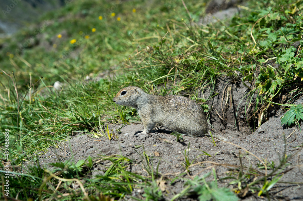 The little gopher ran out of his hole The little gopher ran out of his hole