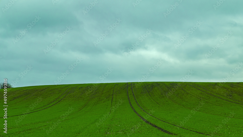 Fototapeta premium Green grass on the hilly field and dark cloudy sky. 