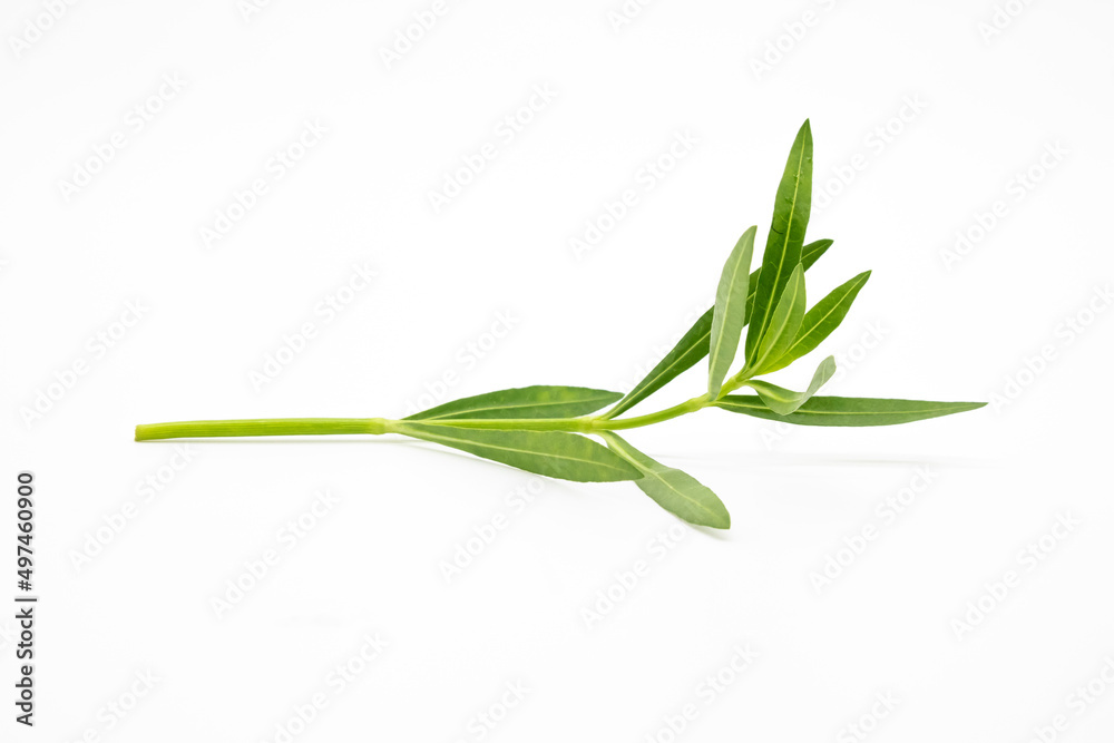 Obraz premium small leaves, green vegetable leaf isolate on white background