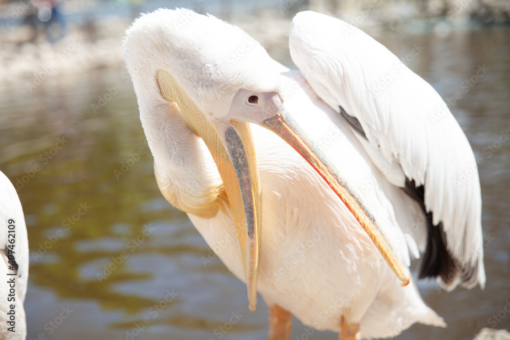 wild bird pelican sits one nature fauna wild bird pelican sits one nature fauna