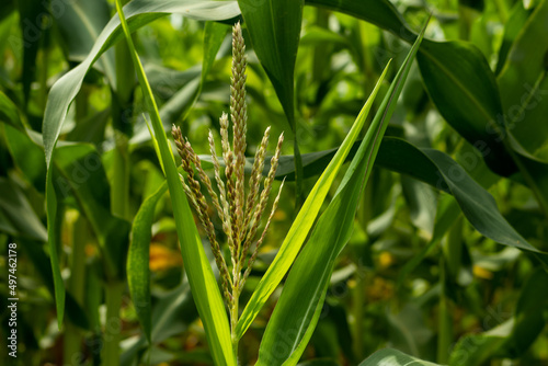 Maize or Zea mays is a monoecious flower's silks of other corn plants photo