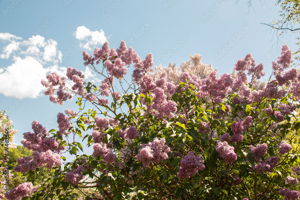 Flowering lilac bushes in the garden against the blue sky. Lilacs bloom beautifully in spring. Spring concept.