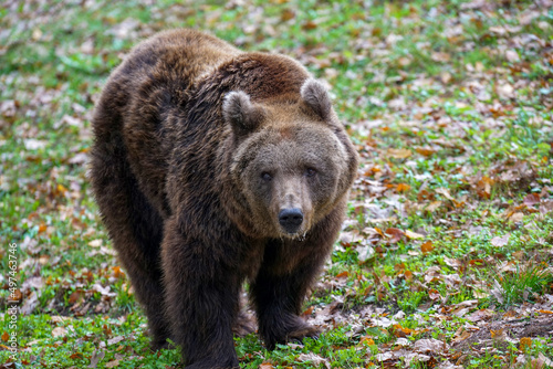 brown bear in the woods