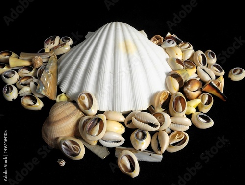 Sea Shell photo