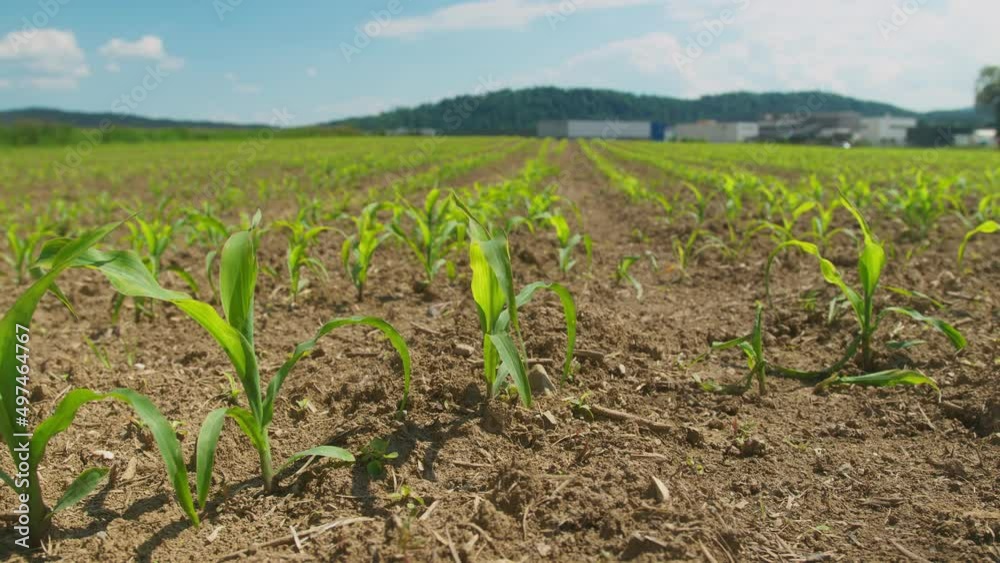 Young corn plants growing on the field, in the green mountain landscape, handheld close-up shot. Young corn plants growing on the field, in the green mountain landscape, handheld close-up shot.