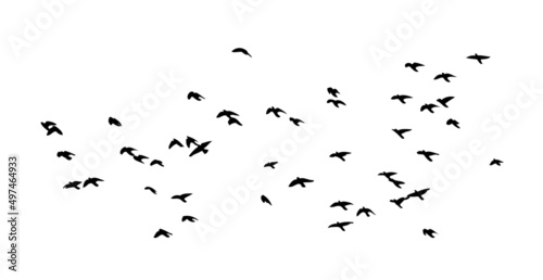 A flock of flying birds. Free birds. Vector illustration