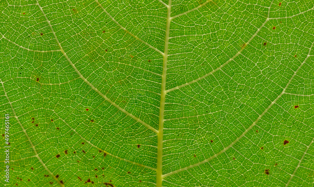 Green Figs leaves (Ficus carica), Tin fruits in shallow focus Green Figs leaves (Ficus carica), Tin fruits in shallow focus