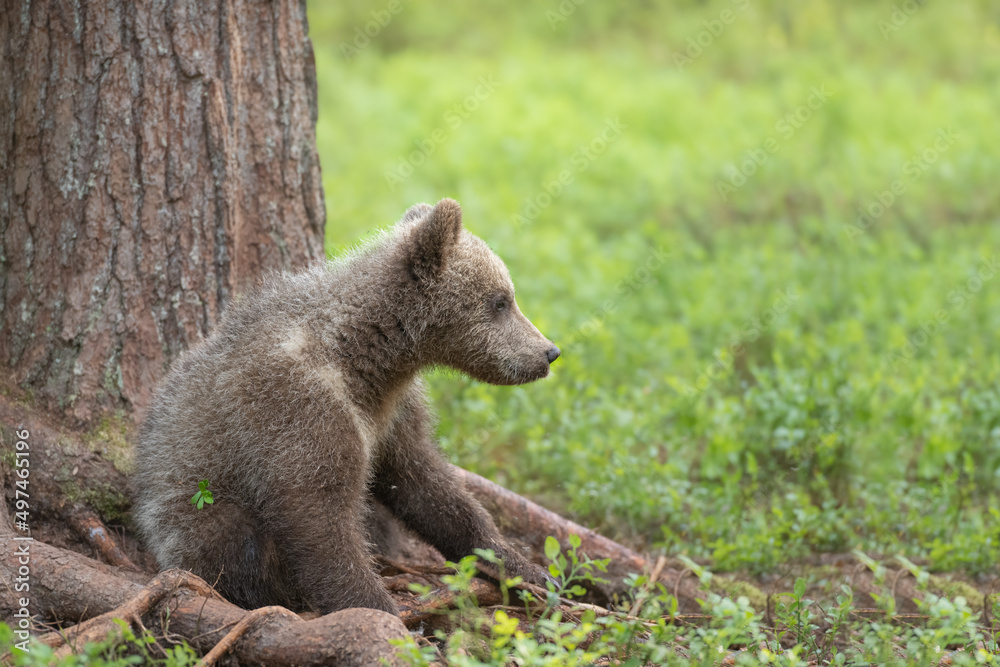 Fototapeta premium Brown bear cub (Ursus arctos) sitting in the boreal forest in Finland