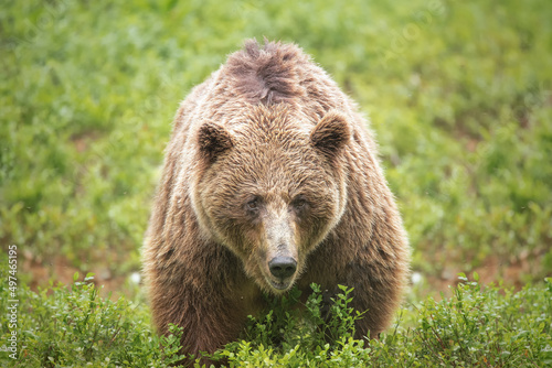 Brown bear (Ursus arctos) standing in the forest and looking straight to camera