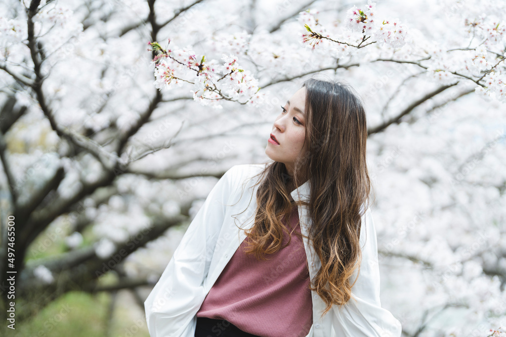 満開の桜とクールな女性 満開の桜とクールな女性
