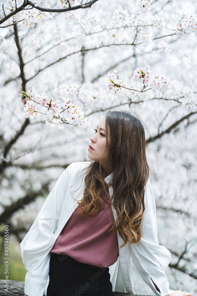 満開の桜とクールな女性 満開の桜とクールな女性