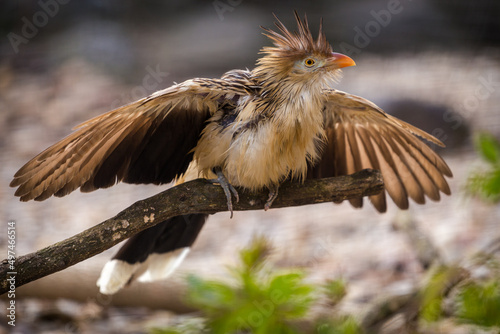 guira guira bird in nature