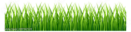 Green grass border. Realistic horizontal meadow plants