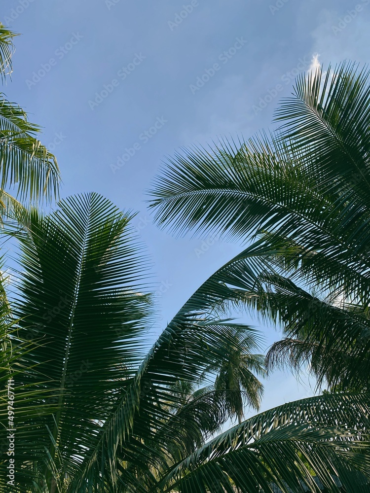 Coconut tree and clear sky, tropical coconut tree leaves.  Coconut fronds.